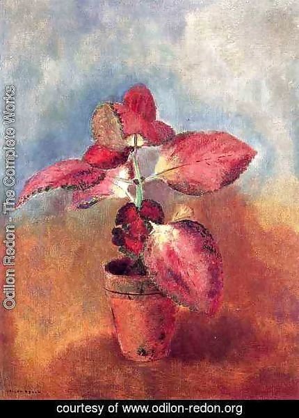 Odilon Redon - Begonia In A Pot